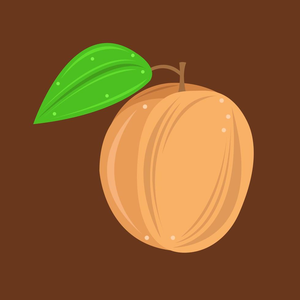 Apricot vector illustration for graphic design and decorative element