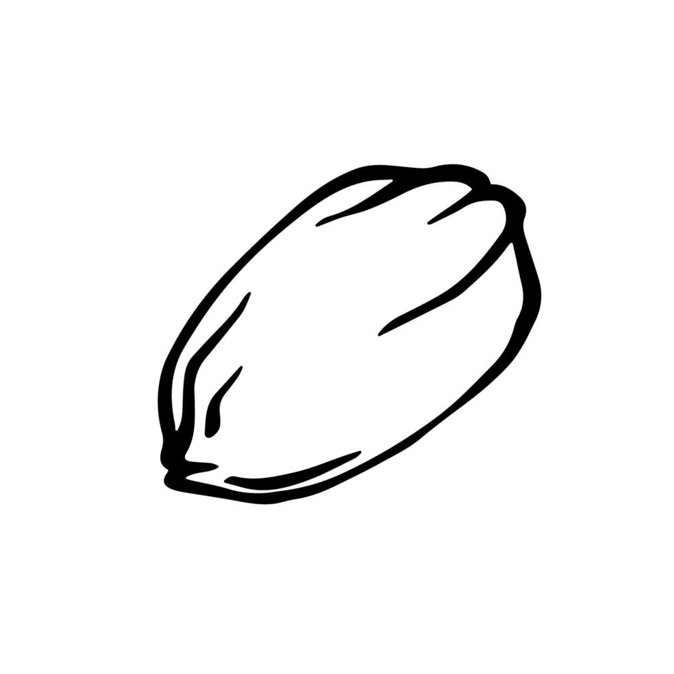 Jojoba or almond seed monochrome outline drawing. Nut kernel black and white hand drawn botanical vector illustration.