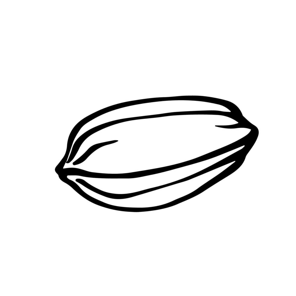 Jojoba seed monochrome outline drawing. Jojoba nut kernel black and white hand drawn botanical vector illustration.