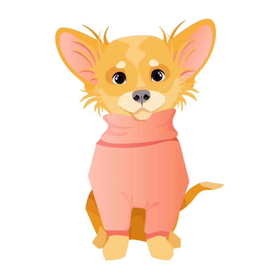 pequeño y lindo perro chihuahua con un suéter rosa vector