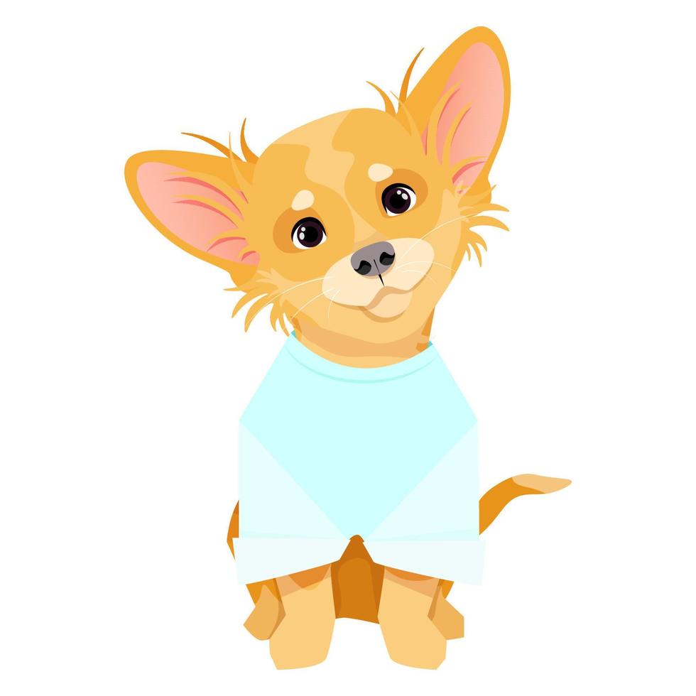 Long-haired small dog of the Chihuahua breed in a blue T-shirt vector