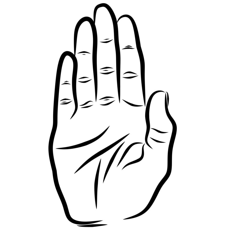 line art palm vector image