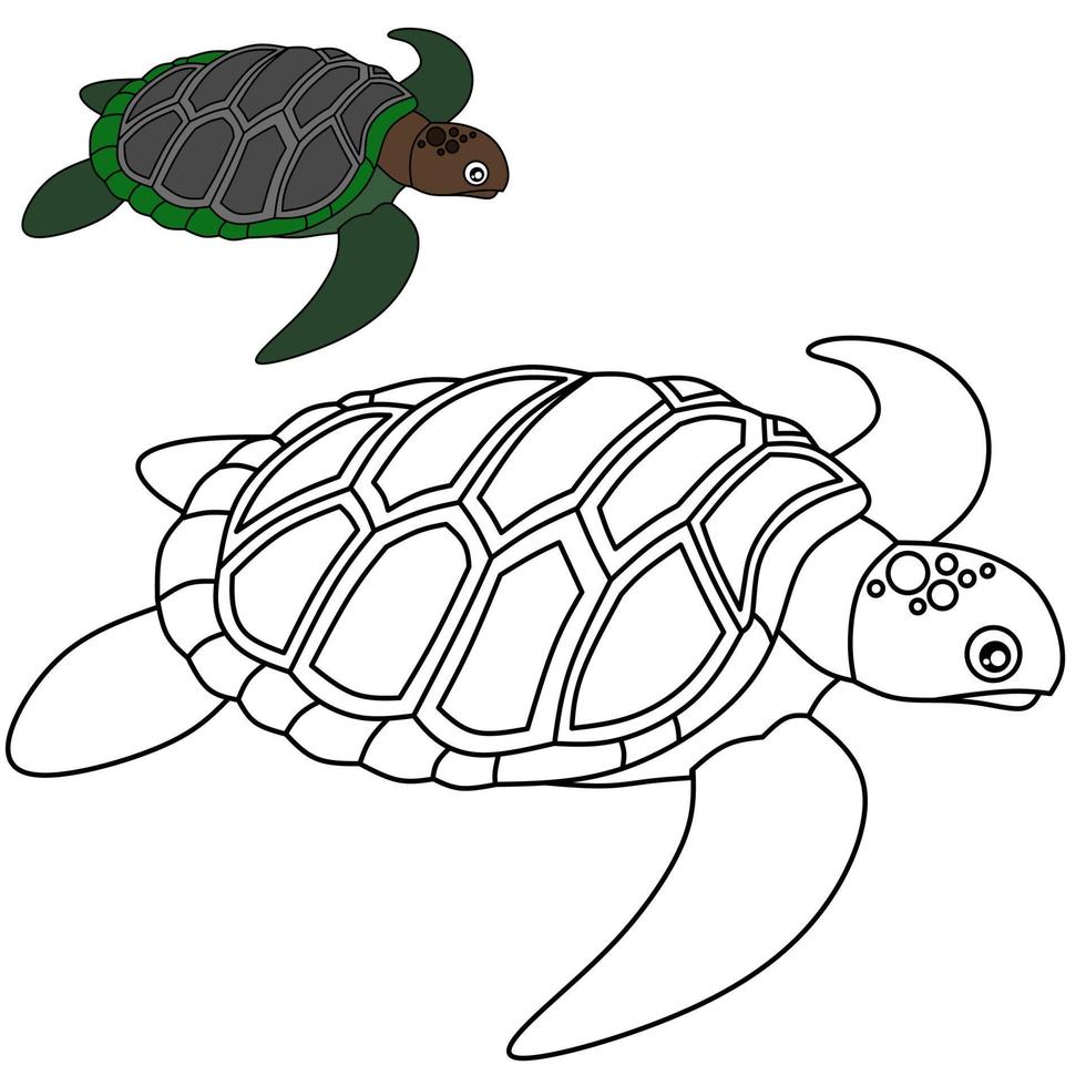 imagen vectorial de tortuga para colorear libro vector