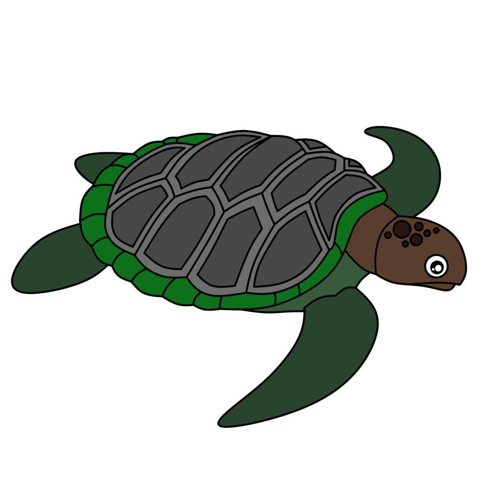 imagen vectorial de tortuga para colorear libro vector