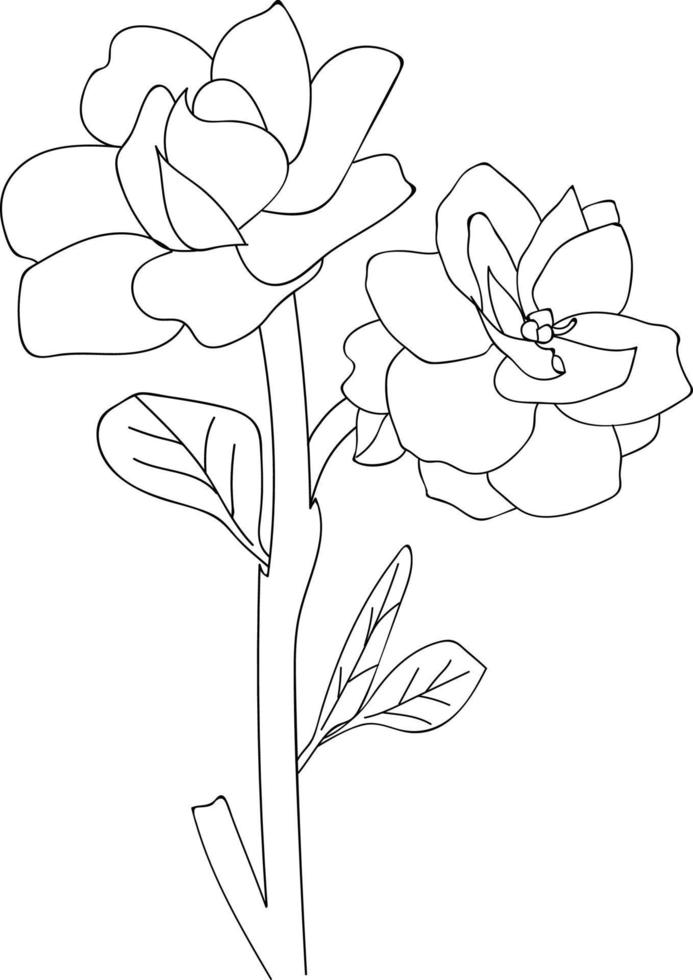 Gradenia flower line art, vector illustration, hand-drawn pencil sketch, coloring book, and page, isolated on white background clip art.