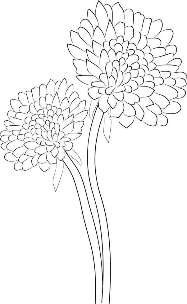 flor de margarita de crisantemos, elementos de primavera botánicos dibujados a mano ramo de flor de margarita página para colorear de arte lineal vector