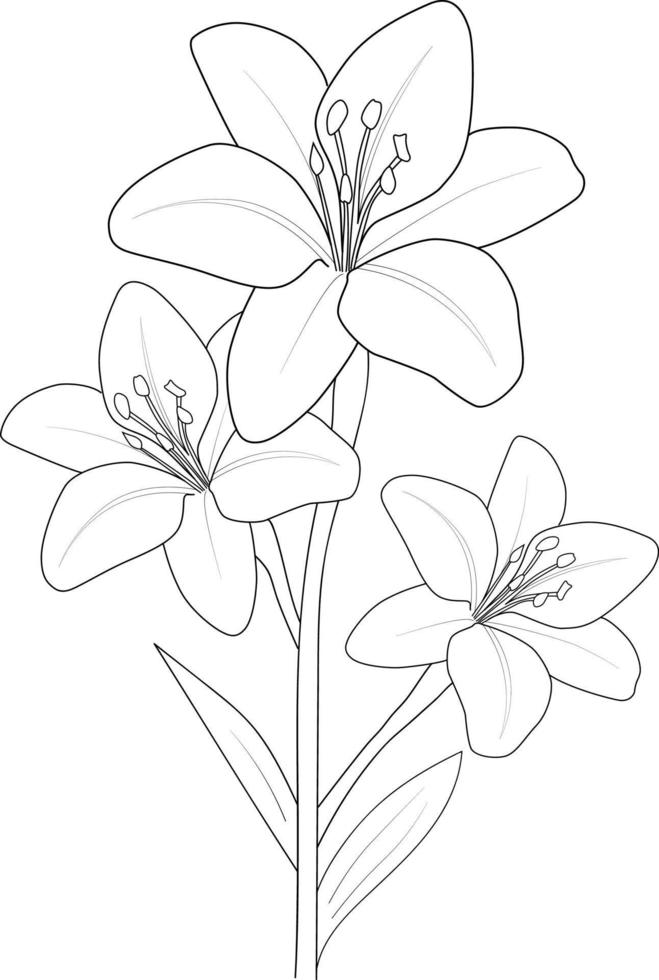Lily flower drawing, vector sketch hand drew illustration artistic, simplicity,coloring page isolated on white background.
