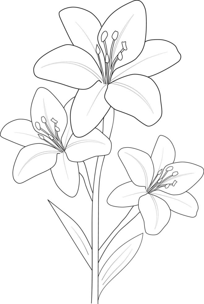 Lily flower drawing, vector sketch hand drew illustration artistic, simplicity,coloring page isolated on white background.