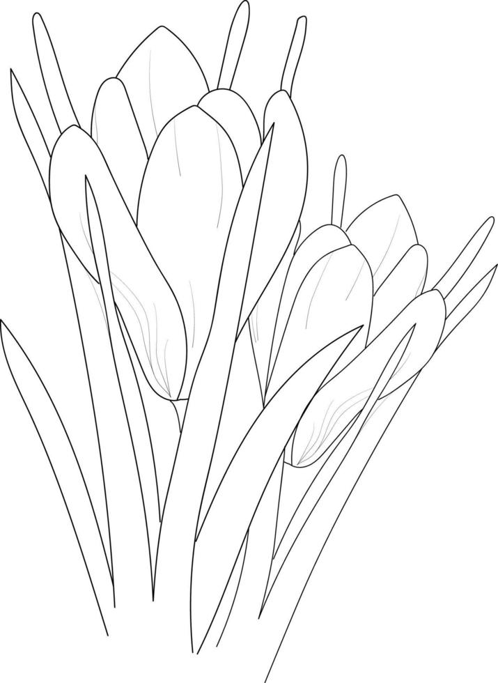 aislar safforin crocus flores dibujadas a mano libro para colorear y página para niños vector