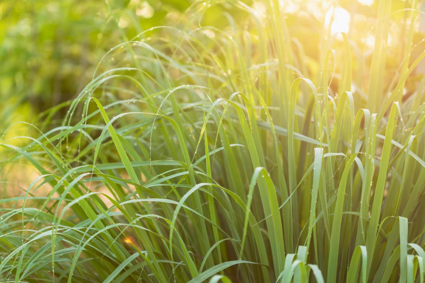 Green leaf of lemongrass in the garden at morning time with water drop and sunlight photo