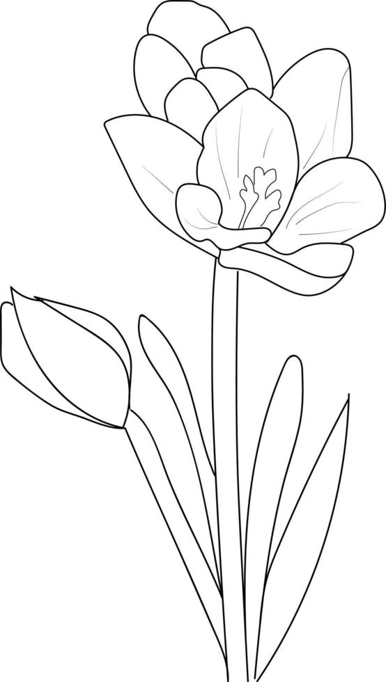 Hand drawn botanical spring elements bouquet of saffron flower line art coloring page, illustration sketch art leaf branch botanic collection for adults and children. vector