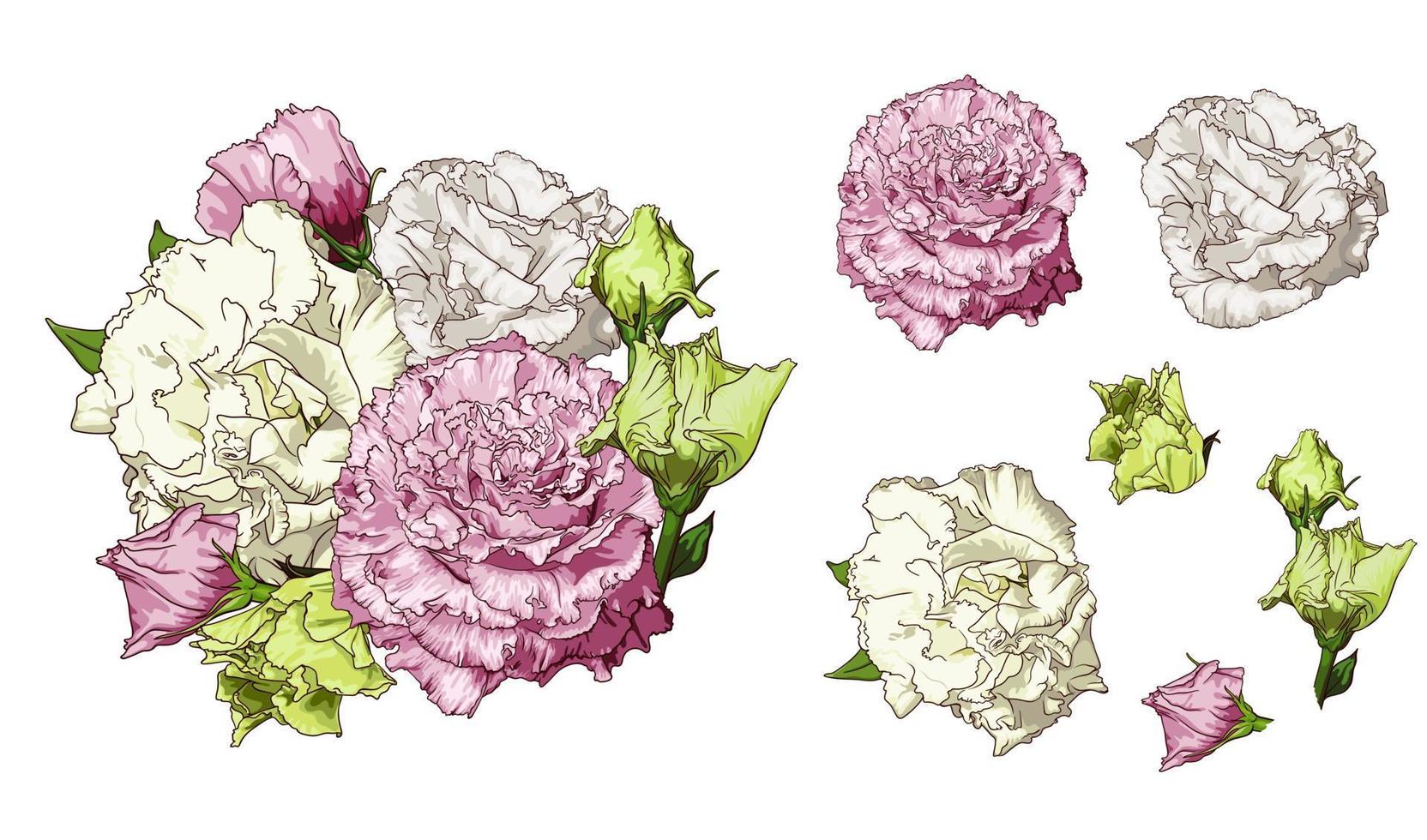 composición de eustomas rosas, amarillos y cremas sobre un fondo blanco. dibujo a mano ilustración vectorial vector