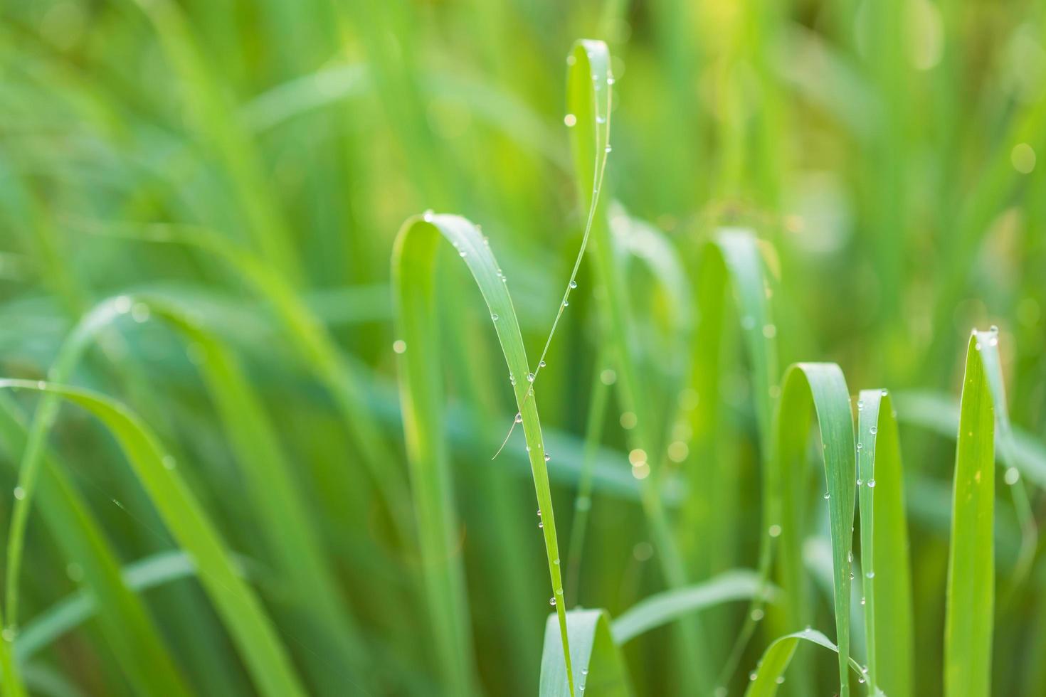 Green leaf of lemongrass in the garden at morning time with water drop and sunlight photo