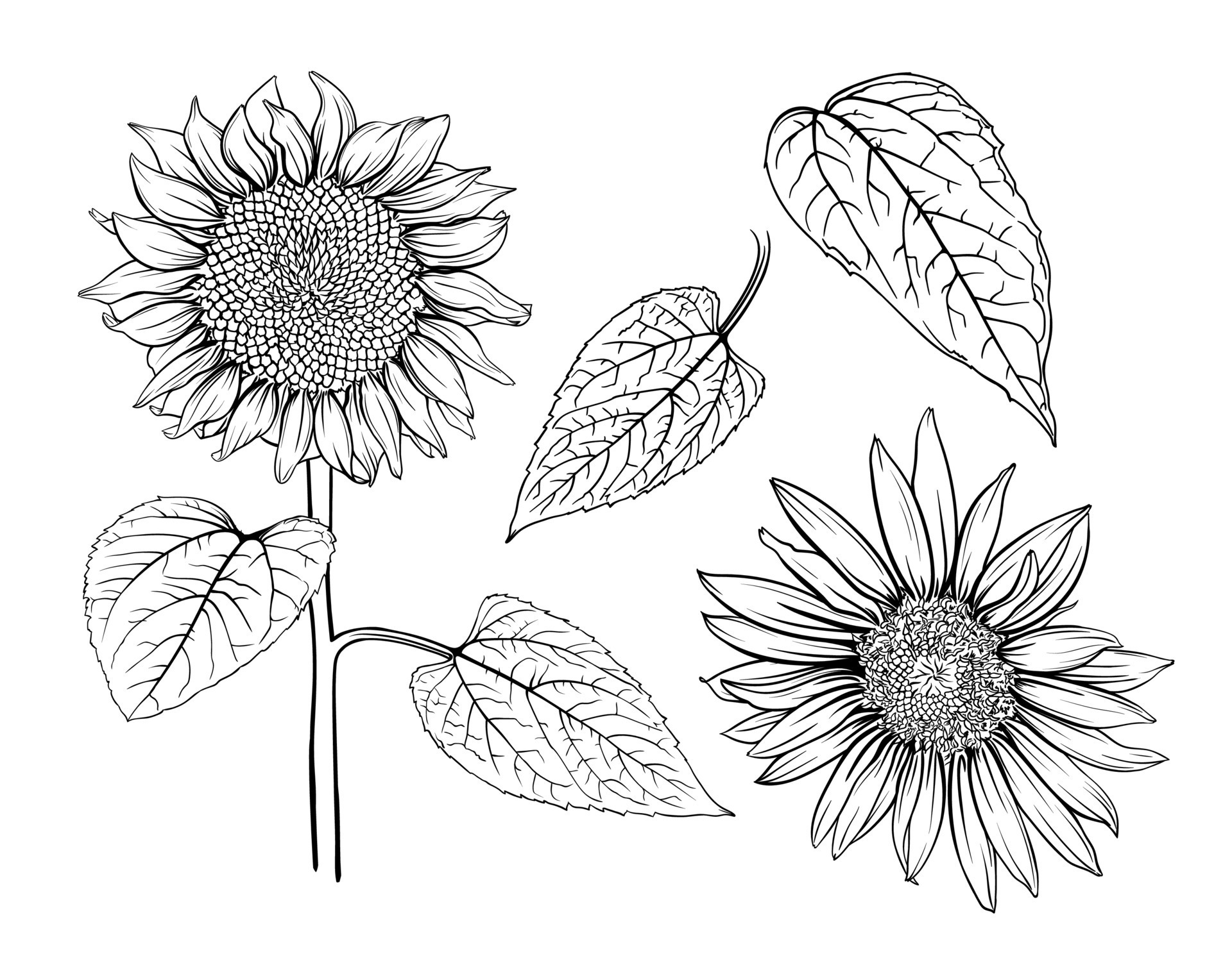 Hand drawn monochrome sunflowers. Sunflower Outline, Sunflower Line Art