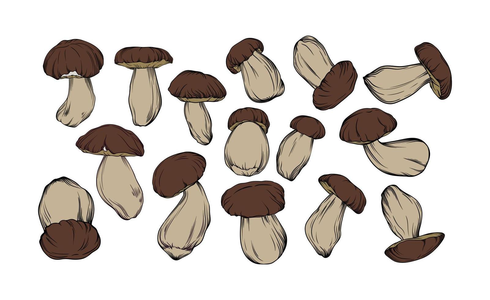 vector set of boletus mushrooms, drawn in black outline with color fill. individual mushrooms are shown close-up. vector botanical illustration