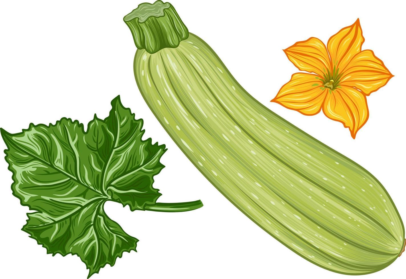 fresh green zucchini with leaves and a flower on a transparent background. botanical realistic squash fruit illustration vector