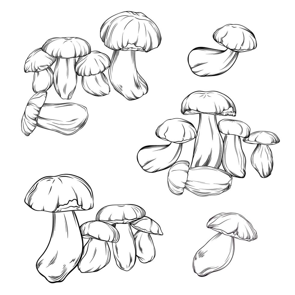 vector set of monochrome porcini mushrooms drawn with black outline. single mushrooms, compositions with mushrooms are drawn close-up. botanical vector illustration