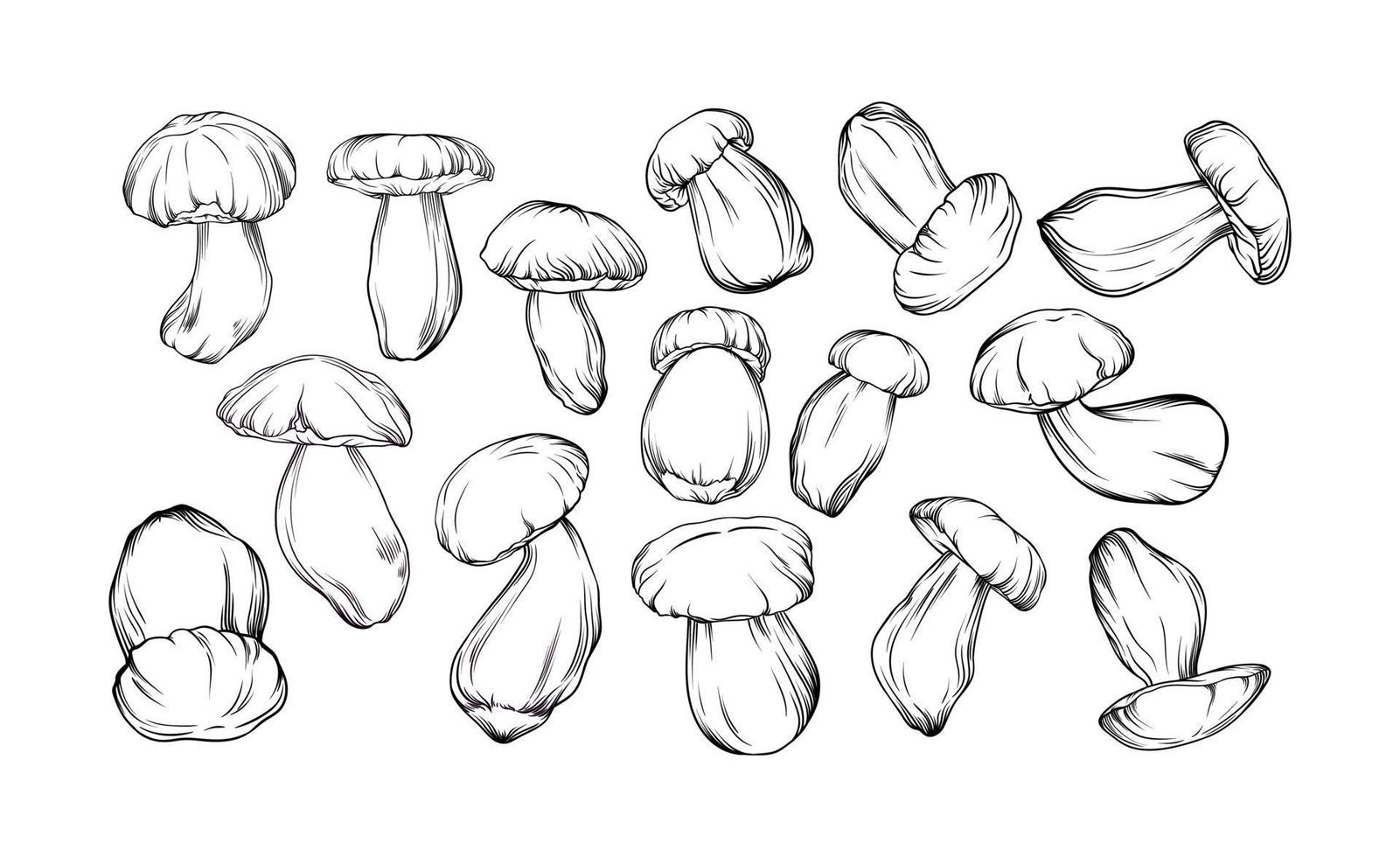 vector set of monochrome porcini mushrooms drawn with black outline. single mushrooms are shown in close-up. botanical illustration