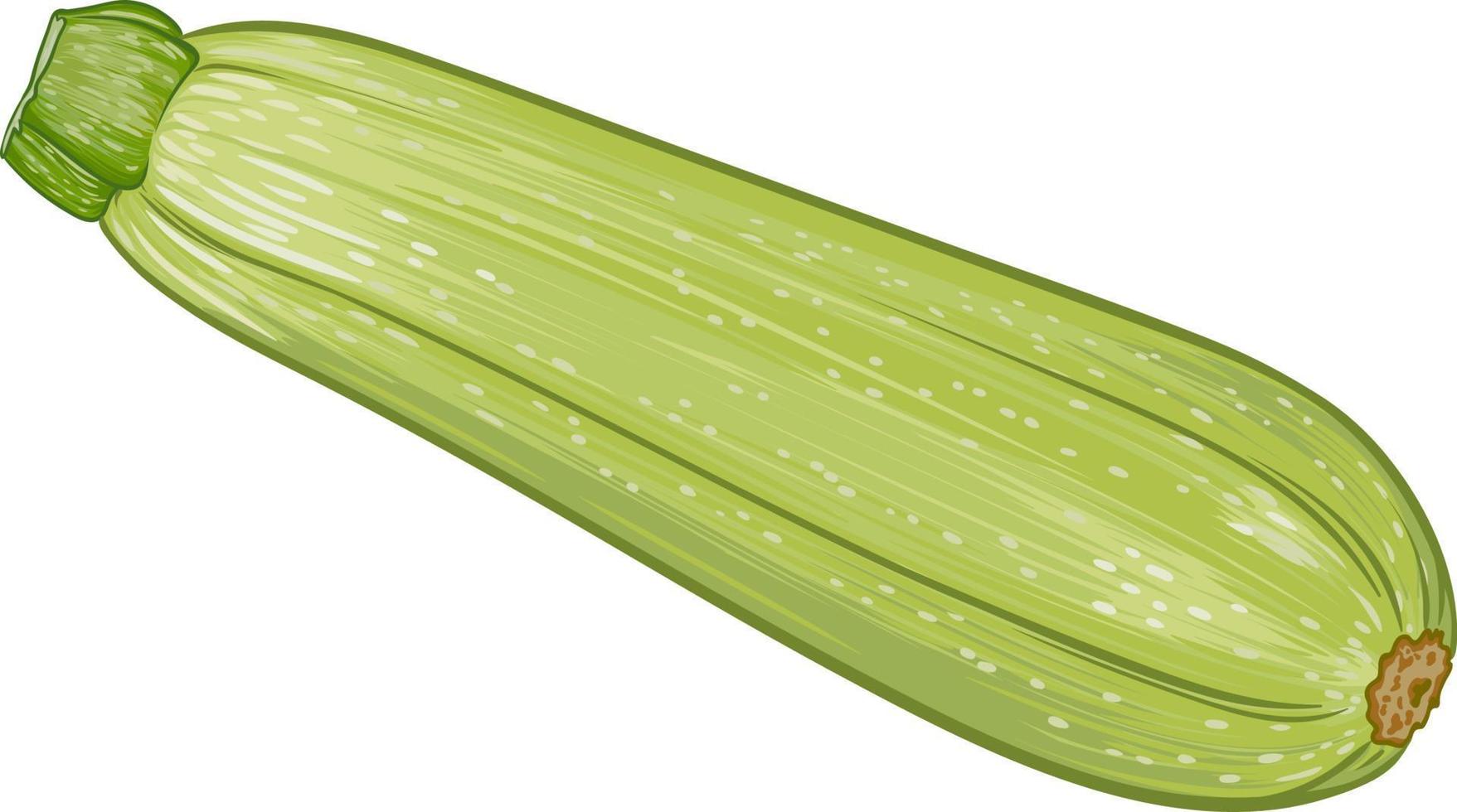 fresh green zucchini on a transparent background. botanical realistic squash  fruit illustration 17555846 Vector Art at Vecteezy