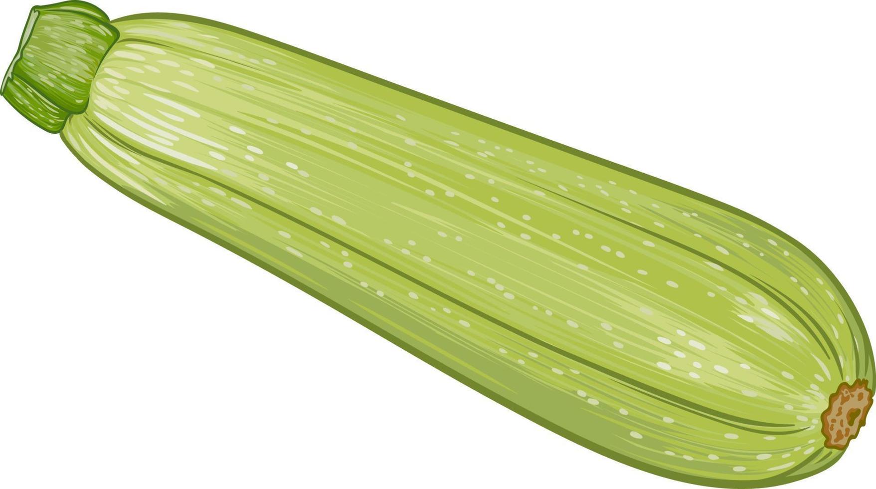 fresh green zucchini on a transparent background. botanical realistic squash fruit illustration vector