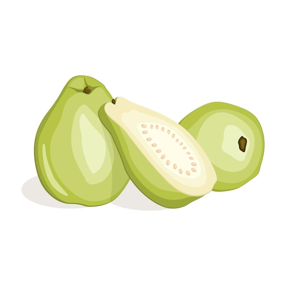 Juicy fresh guava isolated on white background. Vector illustration