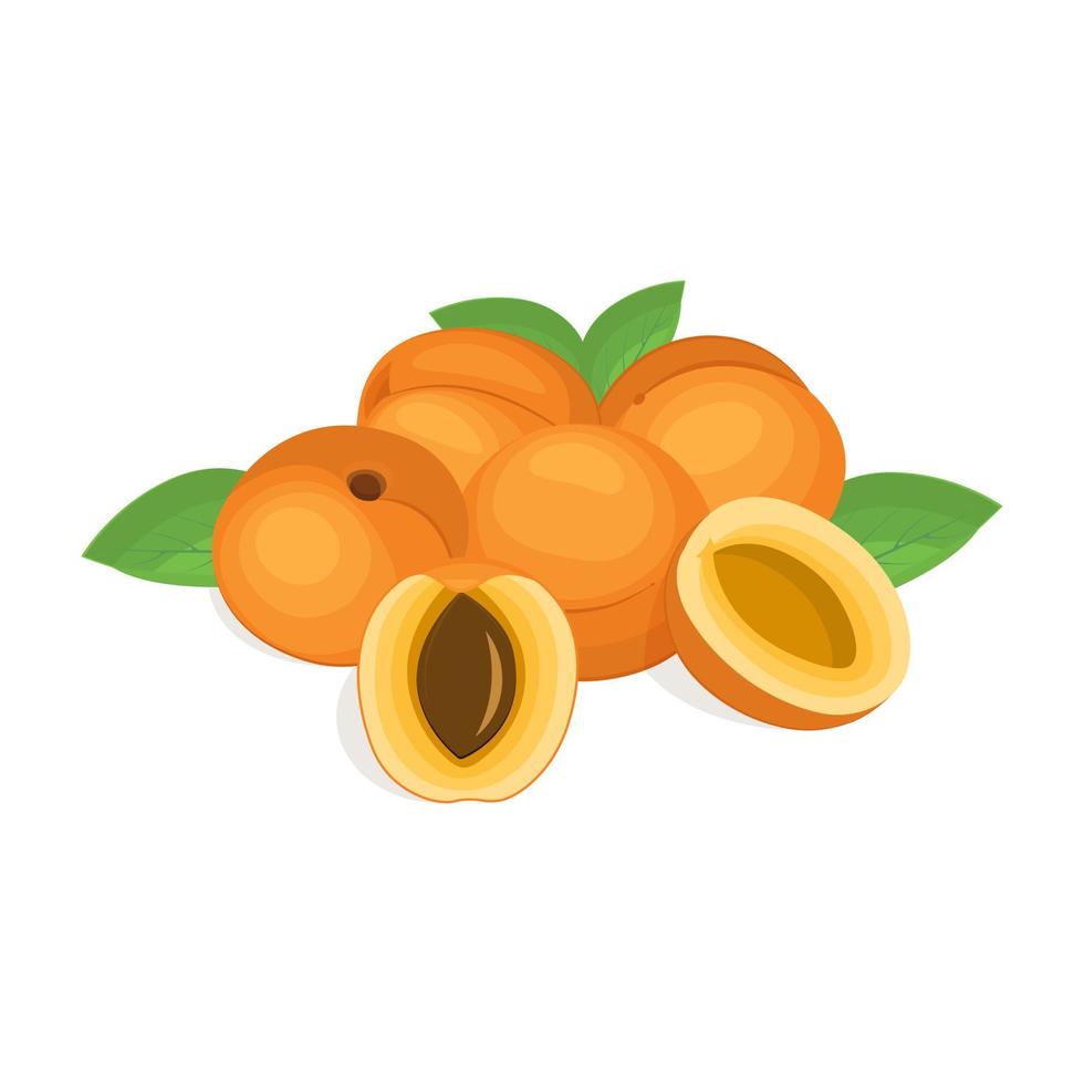 Juicy fresh colorful sweet apricot isolated on white background. Tropical fruits.Vector illustration vector