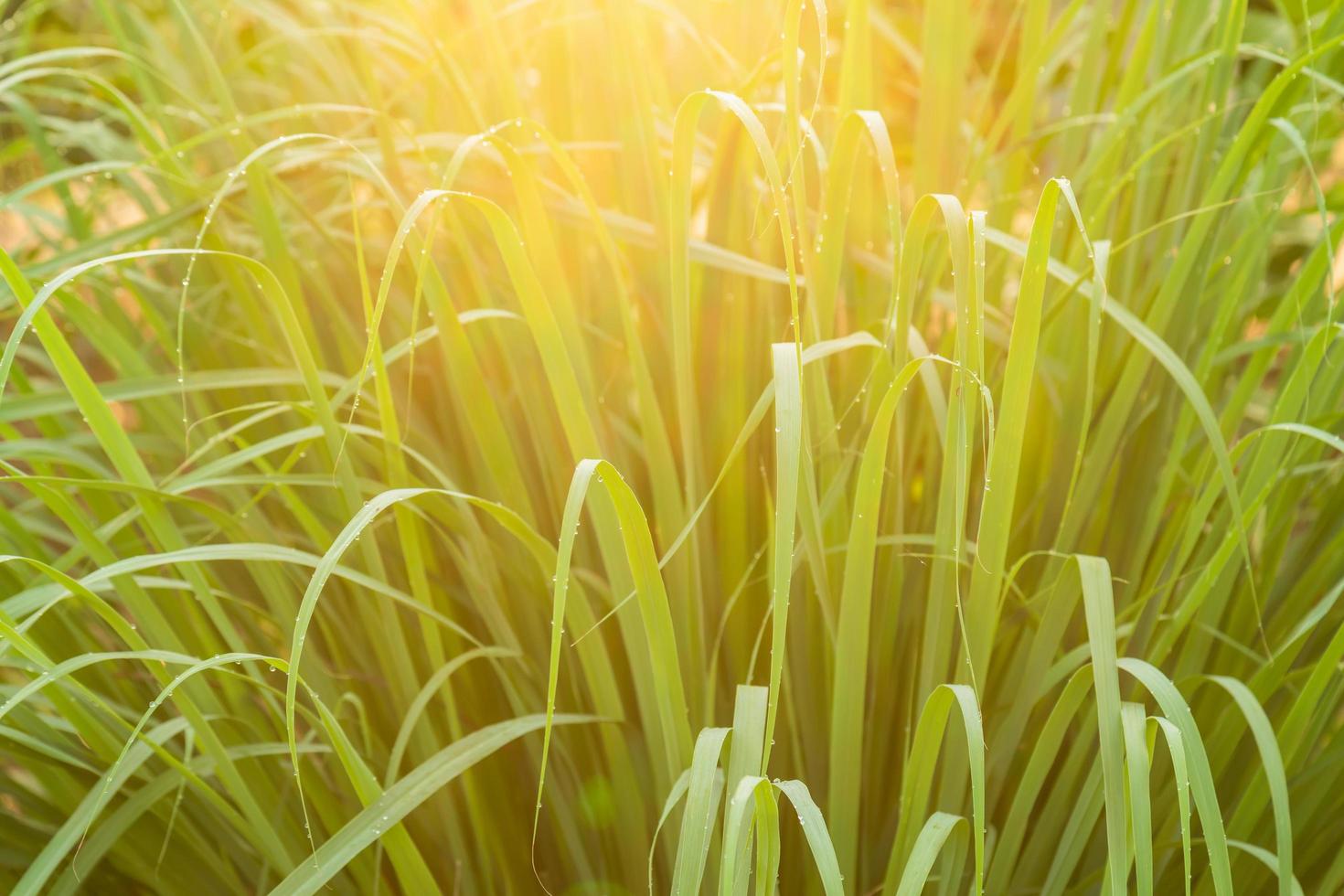 Green leaf of lemongrass in the garden at morning time with water drop and sunlight photo