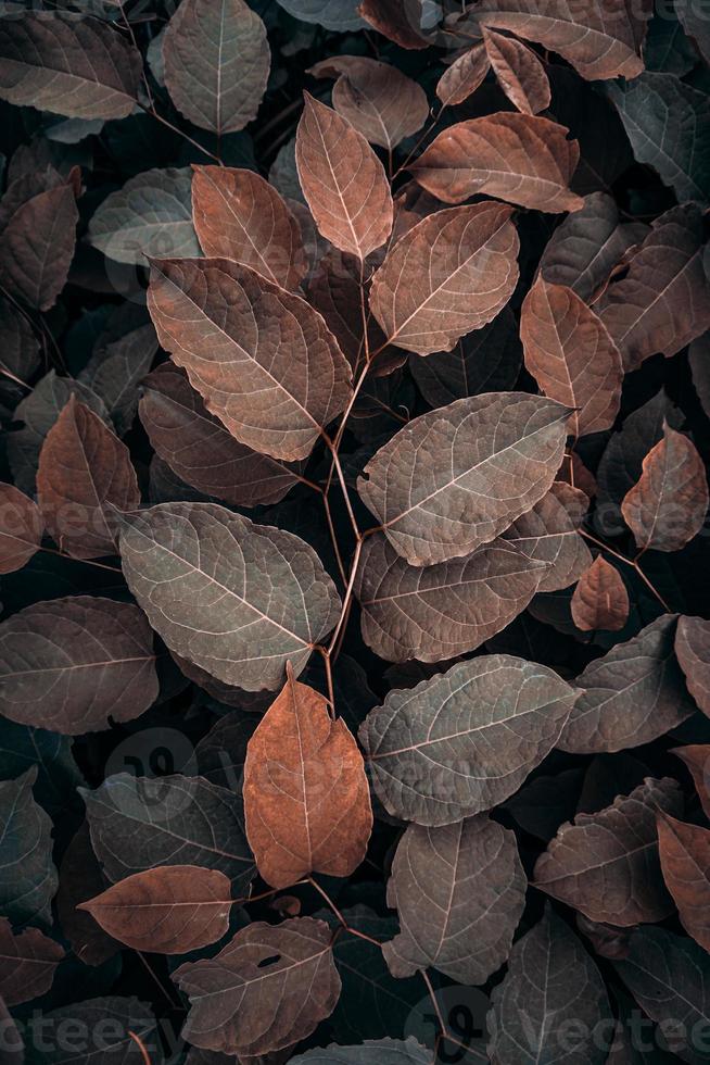 hojas de plantas marrones en la naturaleza en la temporada de otoño, fondo marrón foto