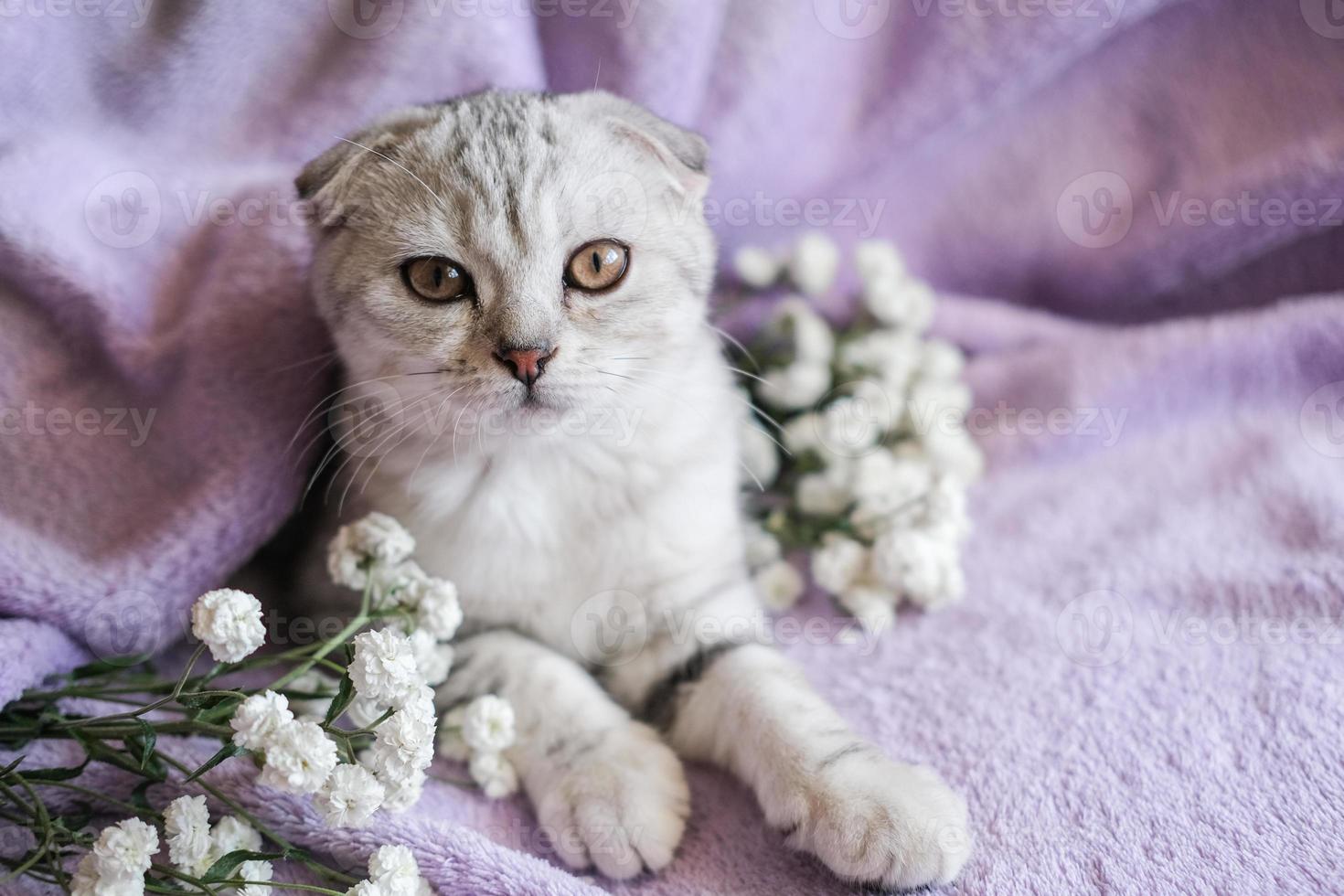 lindo gatito escocés con flores blancas sobre una manta morada. un gato pequeño se sienta en una manta y mira la cámara. foto
