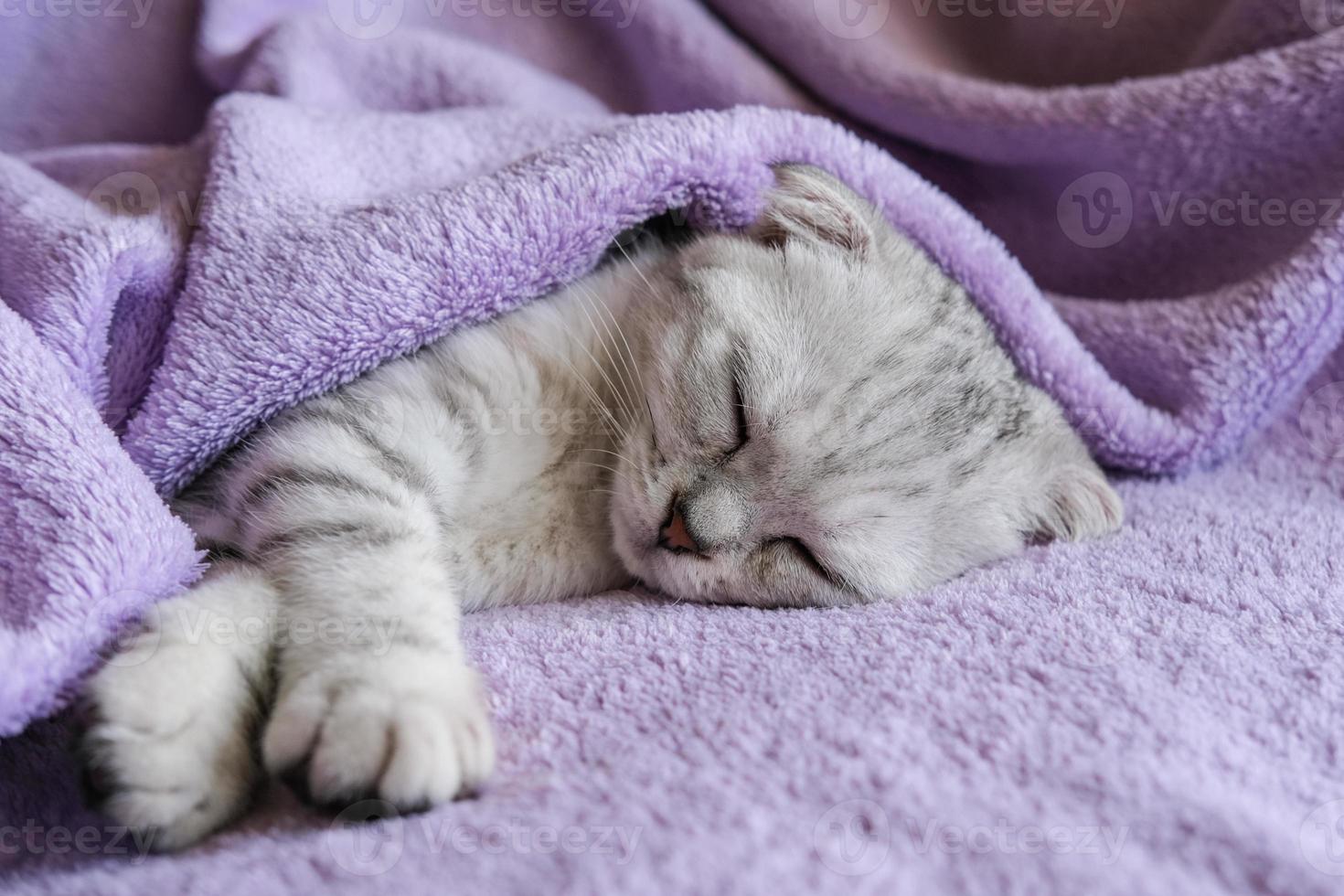 un lindo gatito escocés duerme debajo de una manta morada. acogedor estilo de vida hogareño foto