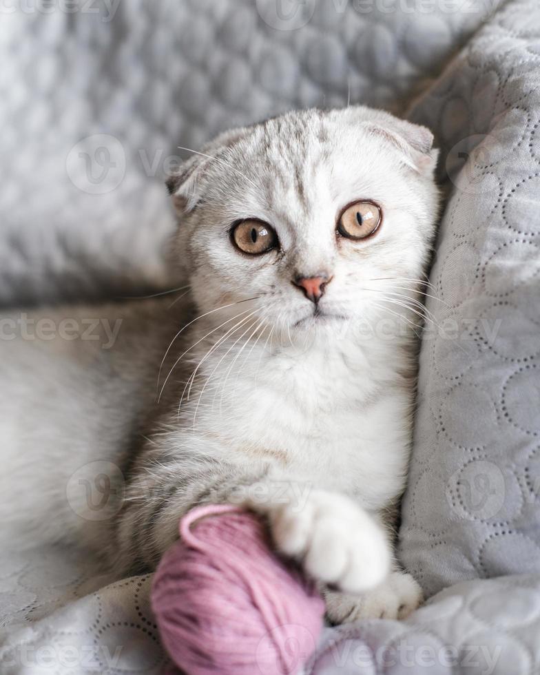 A cute tabby kitten sits with skeins of thread on the sofa. Cute scottish fold kitten and balls of yarn photo