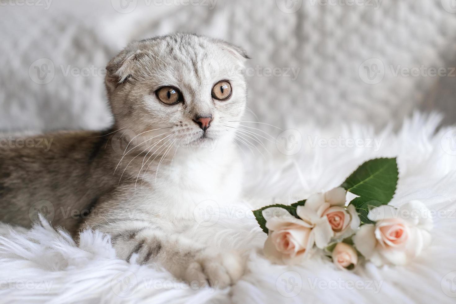 Cute Scottish Fold kitten with delicate roses on a white blanket. photo