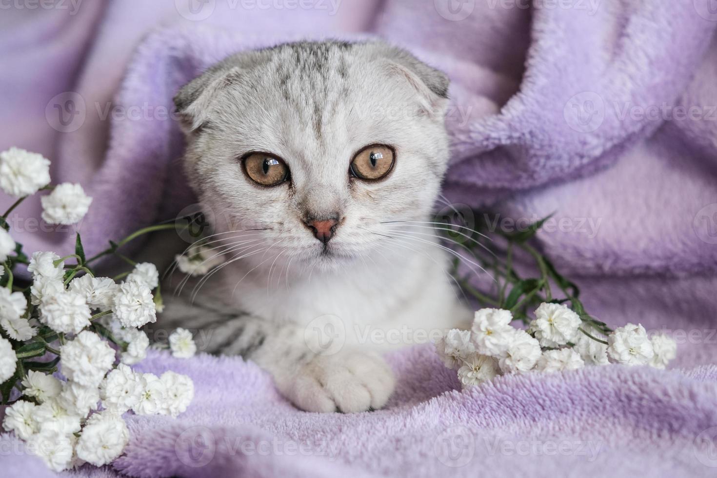 Cute Scottish Fold kitten with white flowers on a purple blanket. A small cat sits on a blanket and looks at the camera. photo