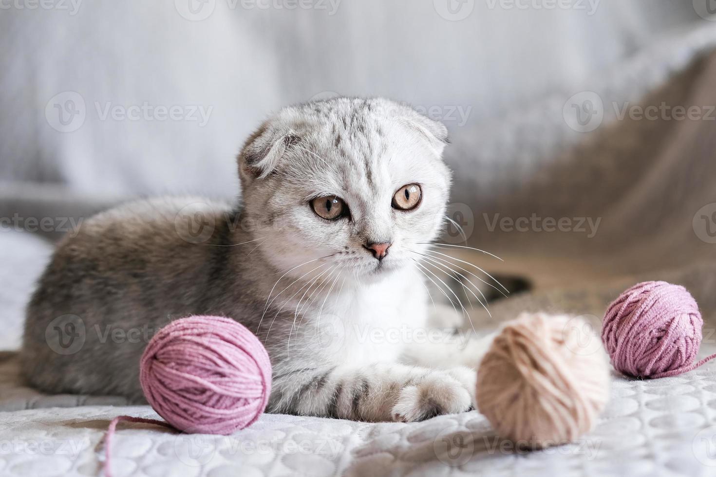 A cute tabby kitten sits with skeins of thread on the sofa. Cute scottish fold kitten and balls of yarn photo