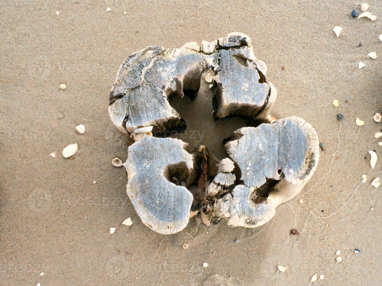 single groyne on the beach. The wood is stuck in the sand on the beach of the coast photo