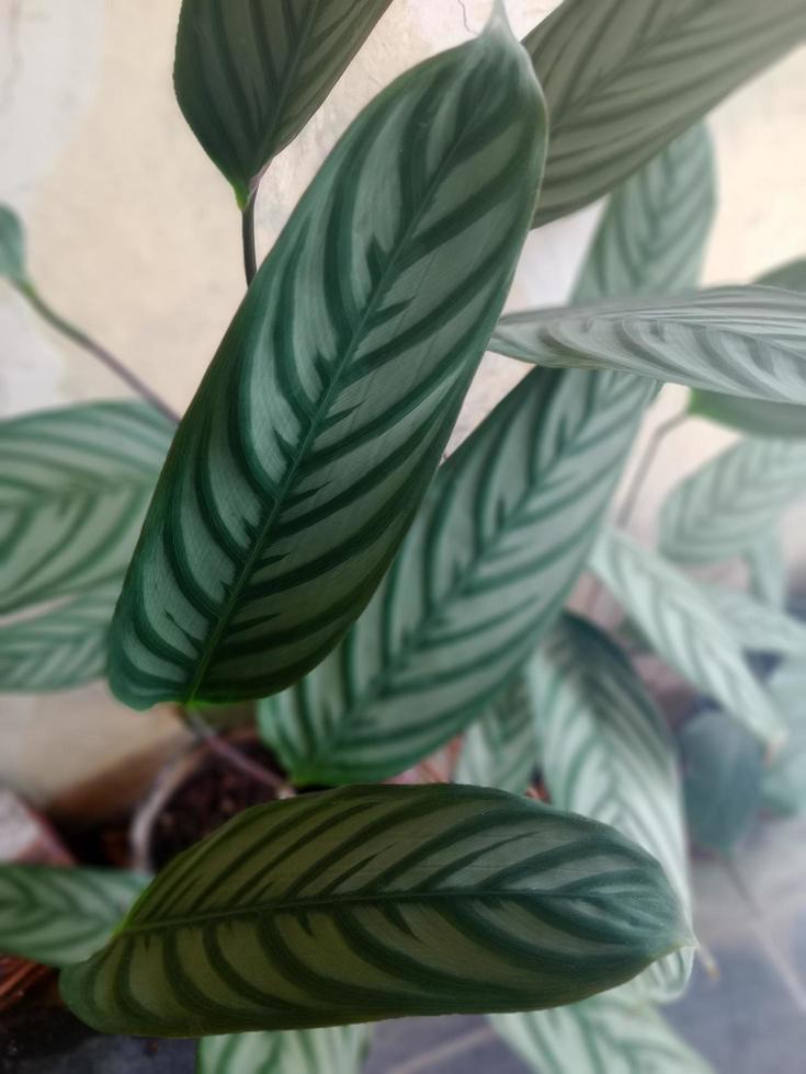 arrangement of leaves 17556821 Stock Photo at Vecteezy