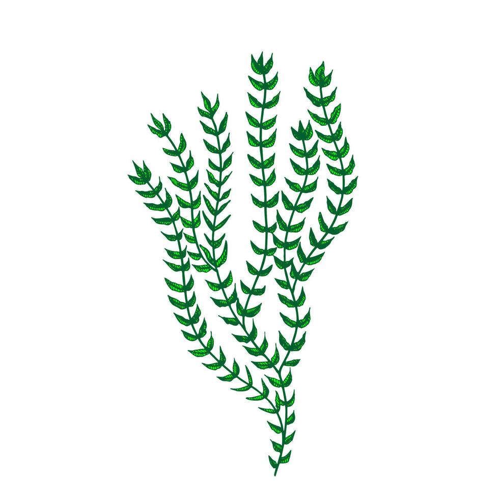 Decorative Sea Algae Seaweed Hand Drawn Vector