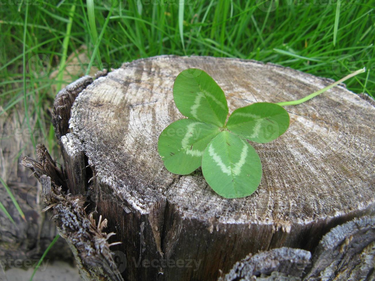 Four-leaf clover flower brings good photo