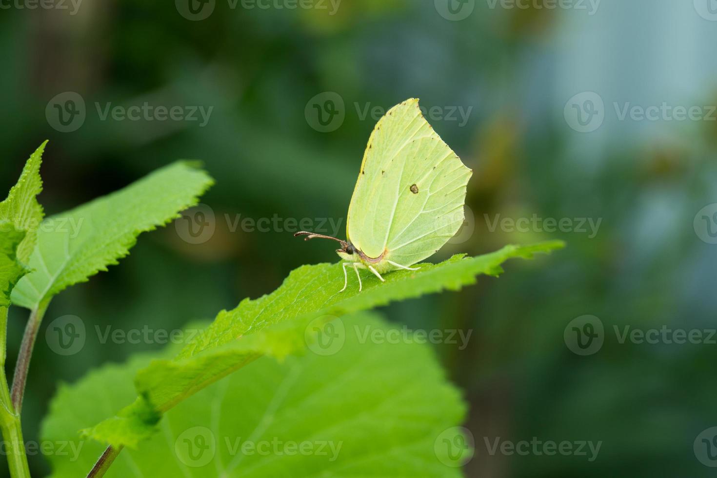 a butterfly with light wings sits on a plant on a Sunny day photo