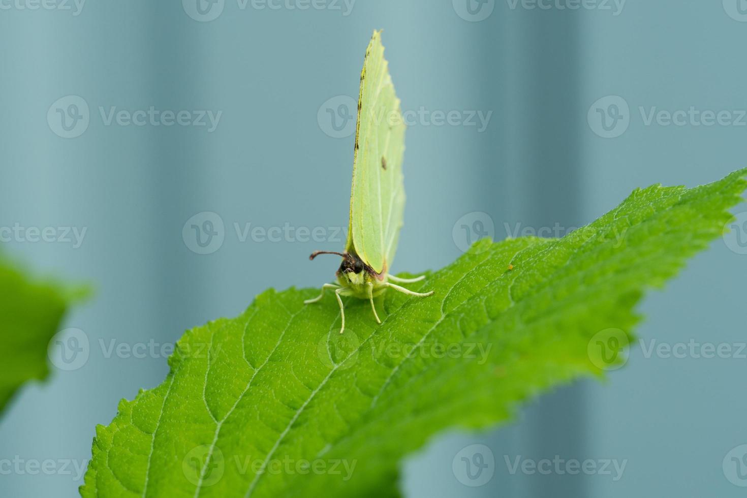 a butterfly with light wings sits on a plant on a Sunny day photo