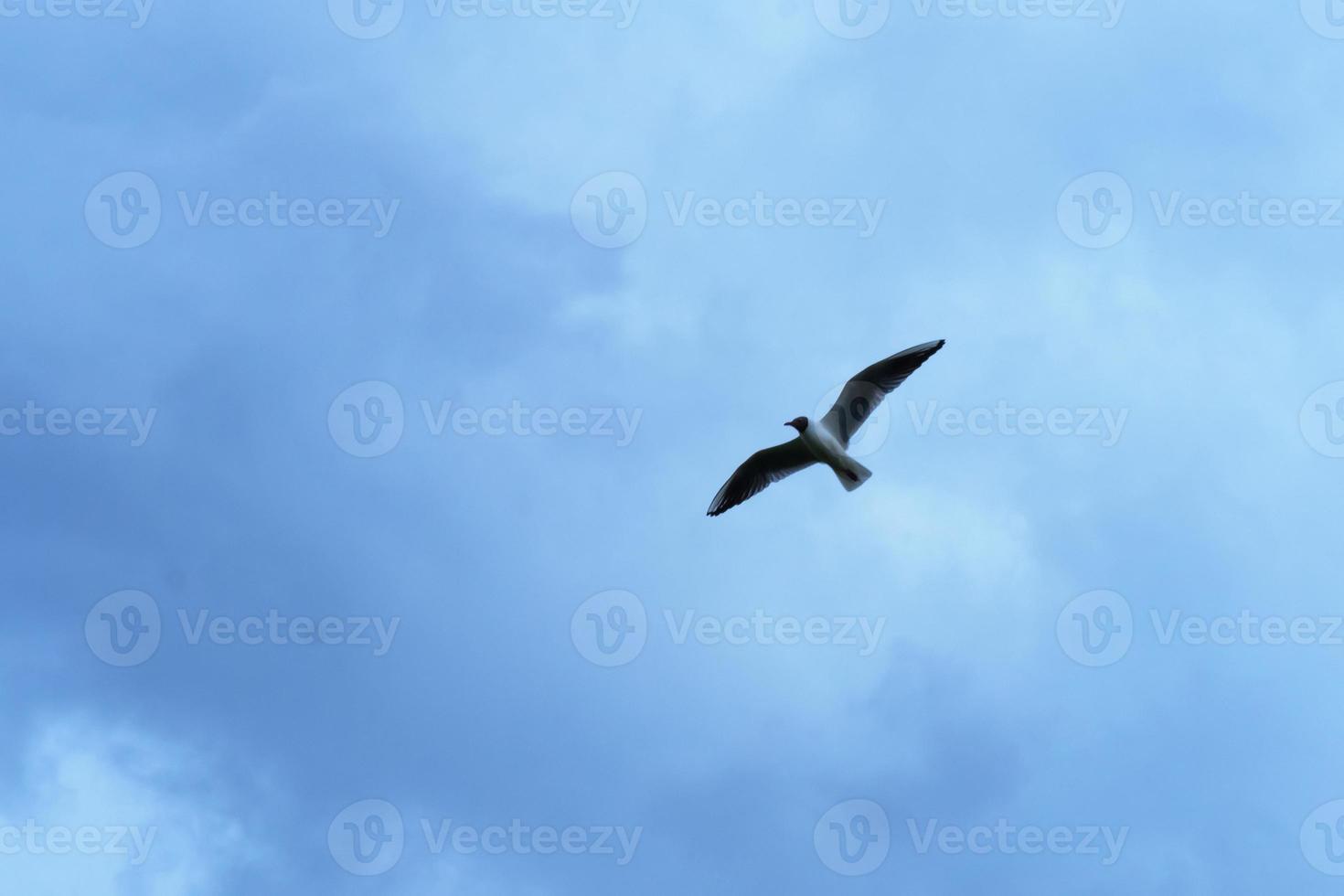 Seagull against a blue sky with clouds photo