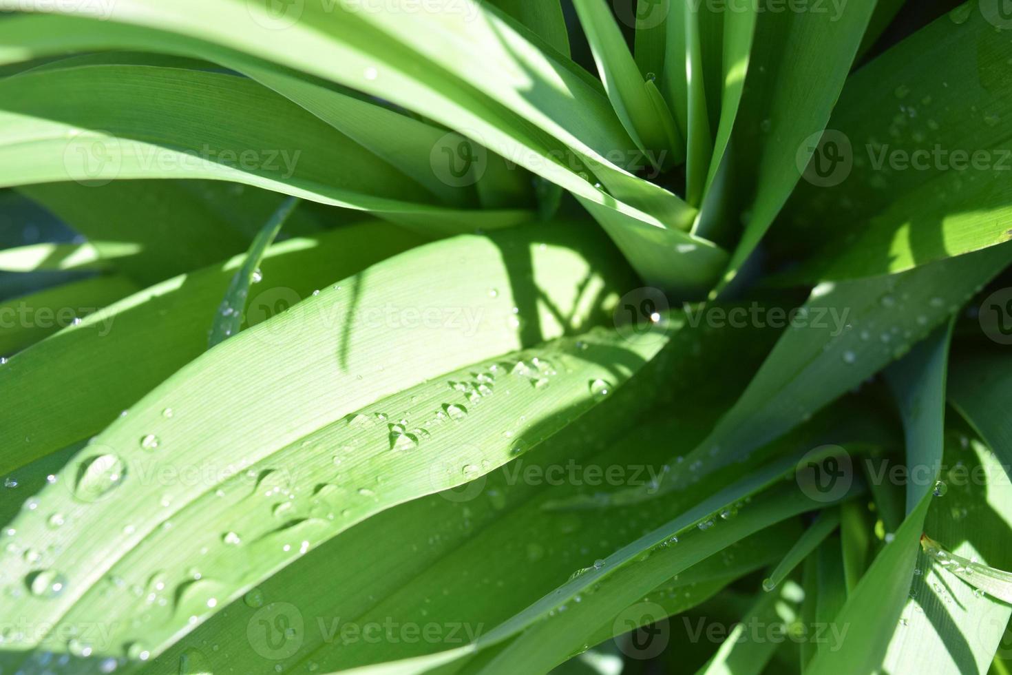 Lilies after a rain photo