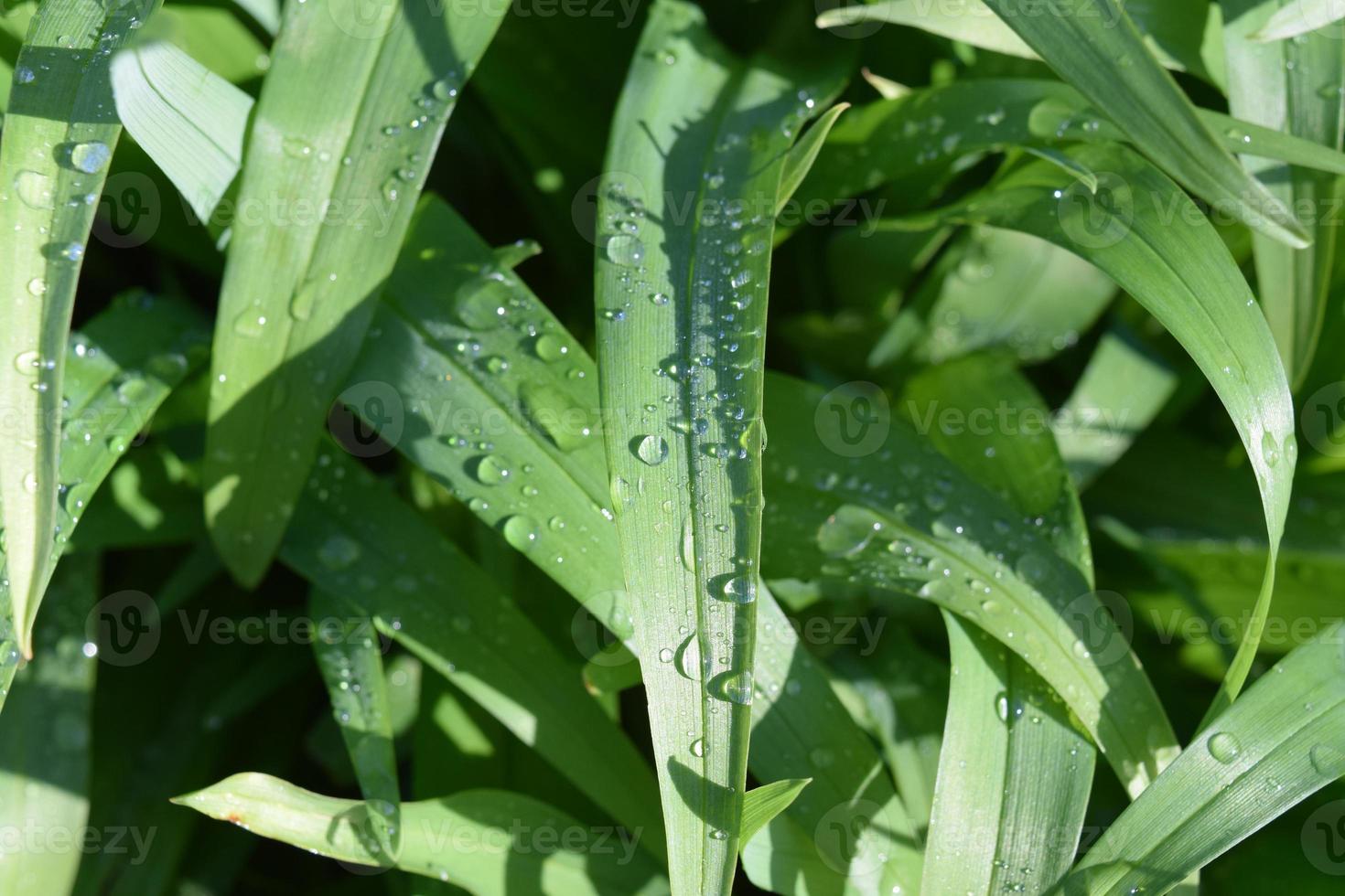 Lilies after a rain photo