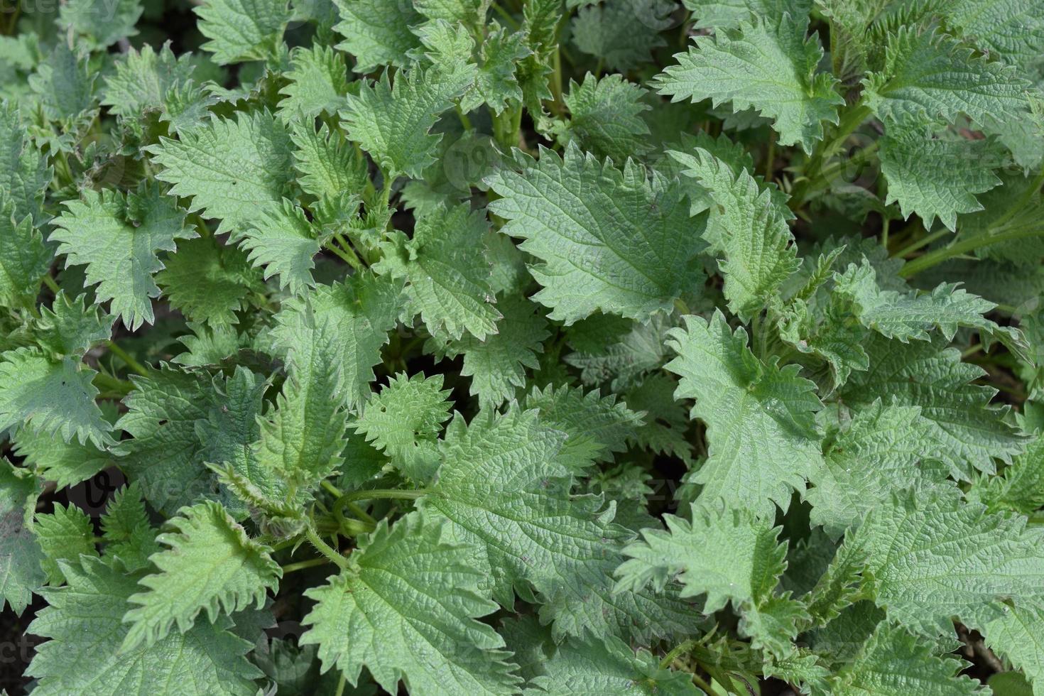 Young nettle in a garden photo