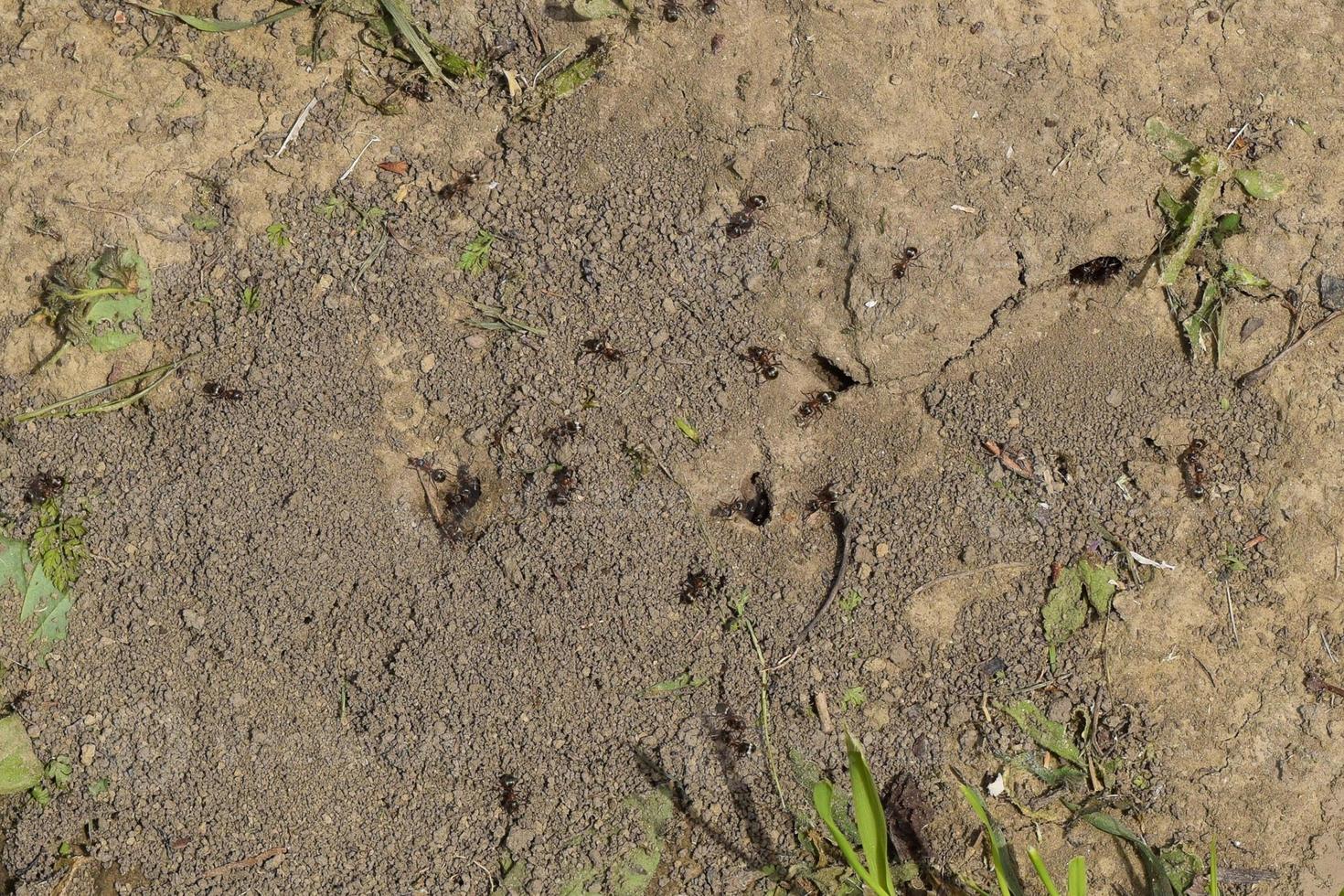 Log in earthen nest of ants photo