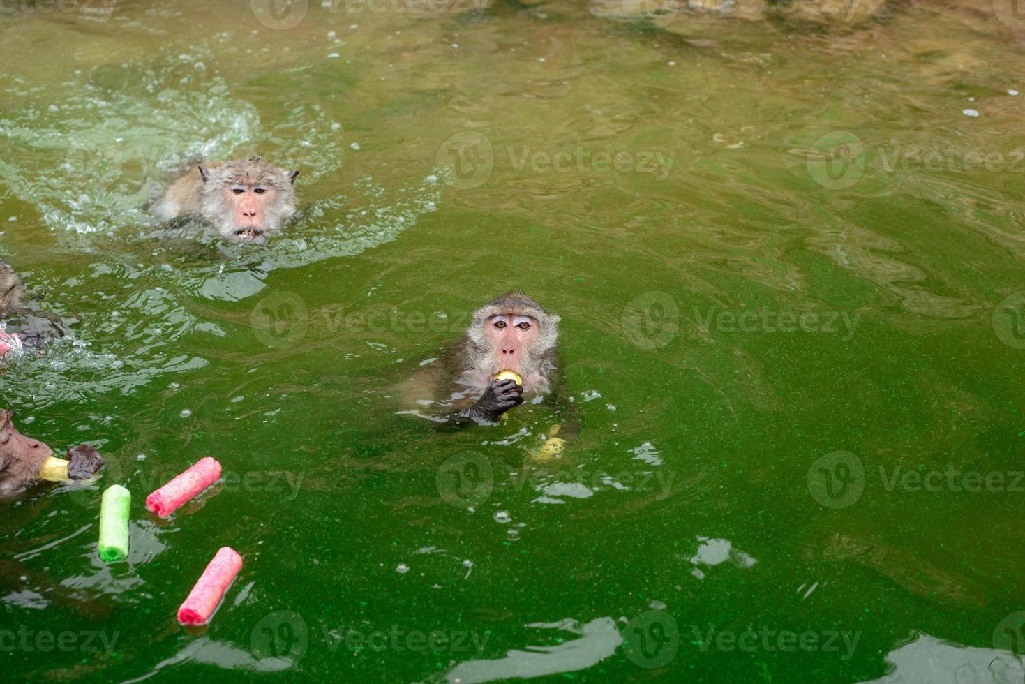 el mono está nadando y comiendo comida de los turistas en el embalse. foto