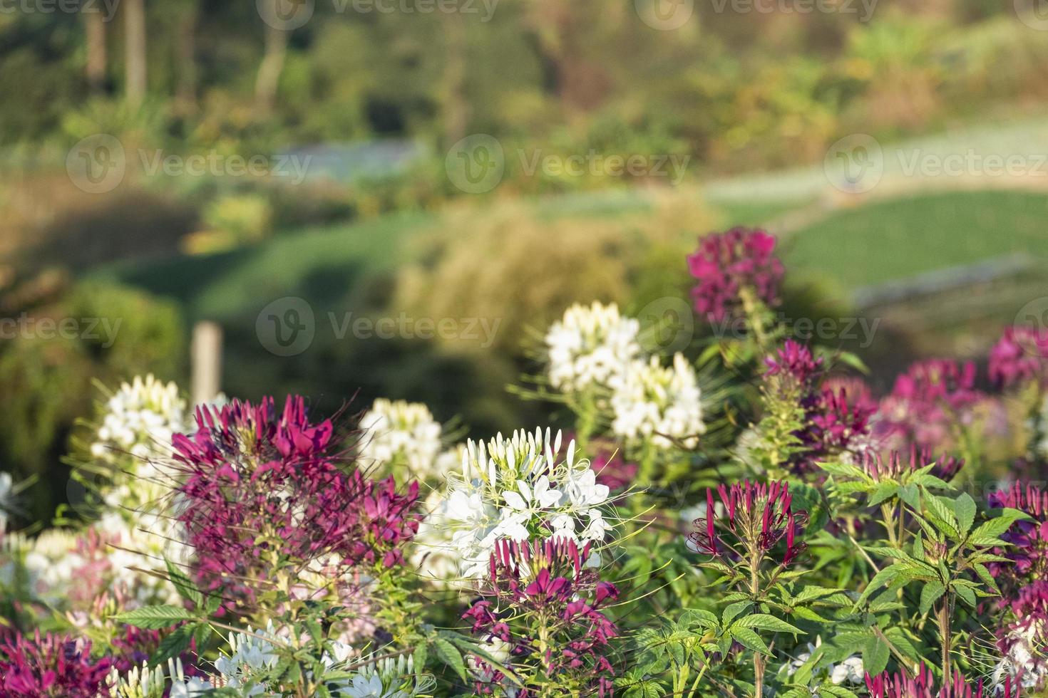 beautiful fresh group of bouquet pink flower blossom in garden . green leaves textured background in botanic natural Park photo