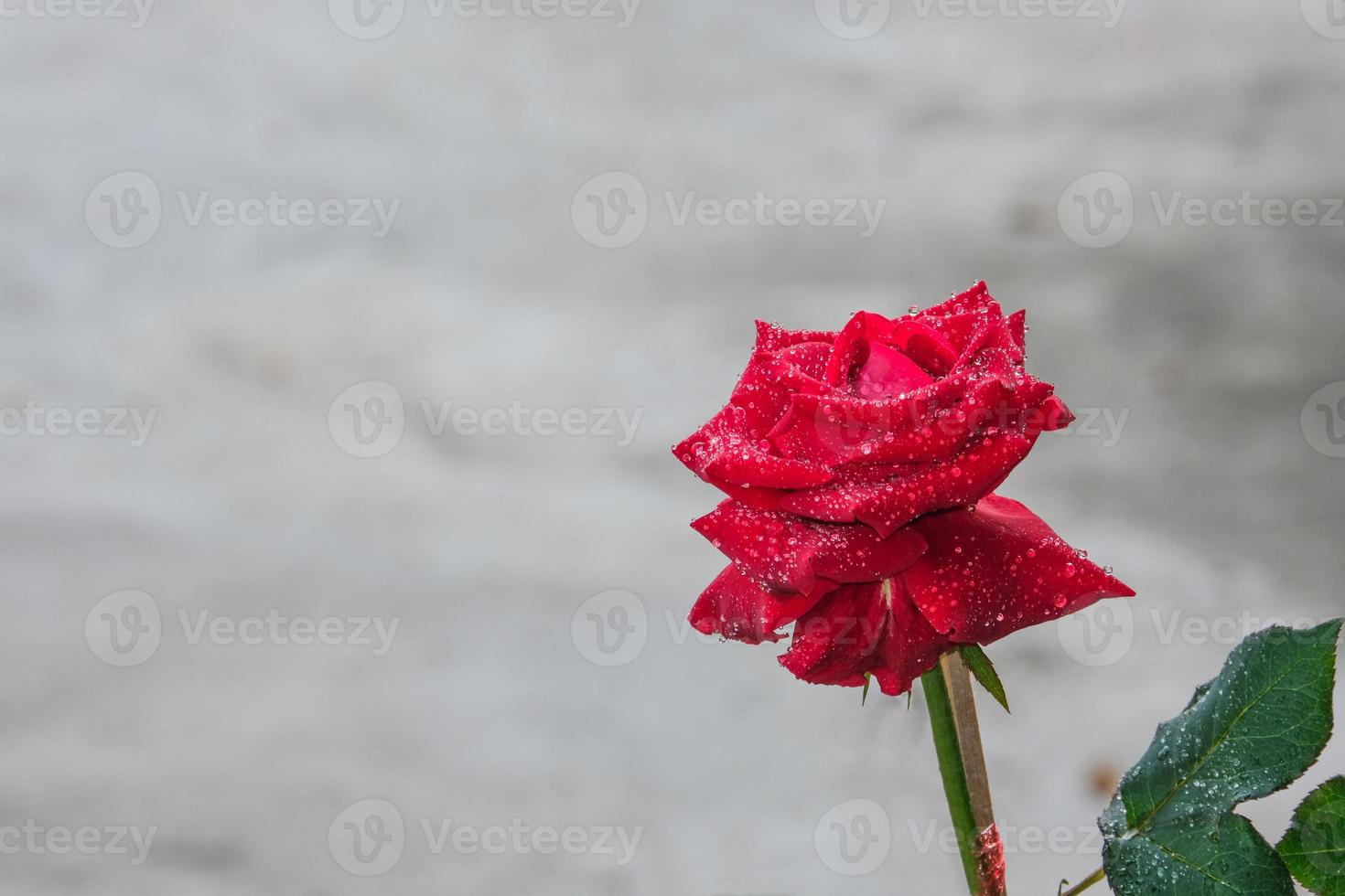 beauty soft red rose multi petals abstract shape with green leaves in botany garden. symbol of love in valentine day. soft fragrant aroma flora gray concrete background photo