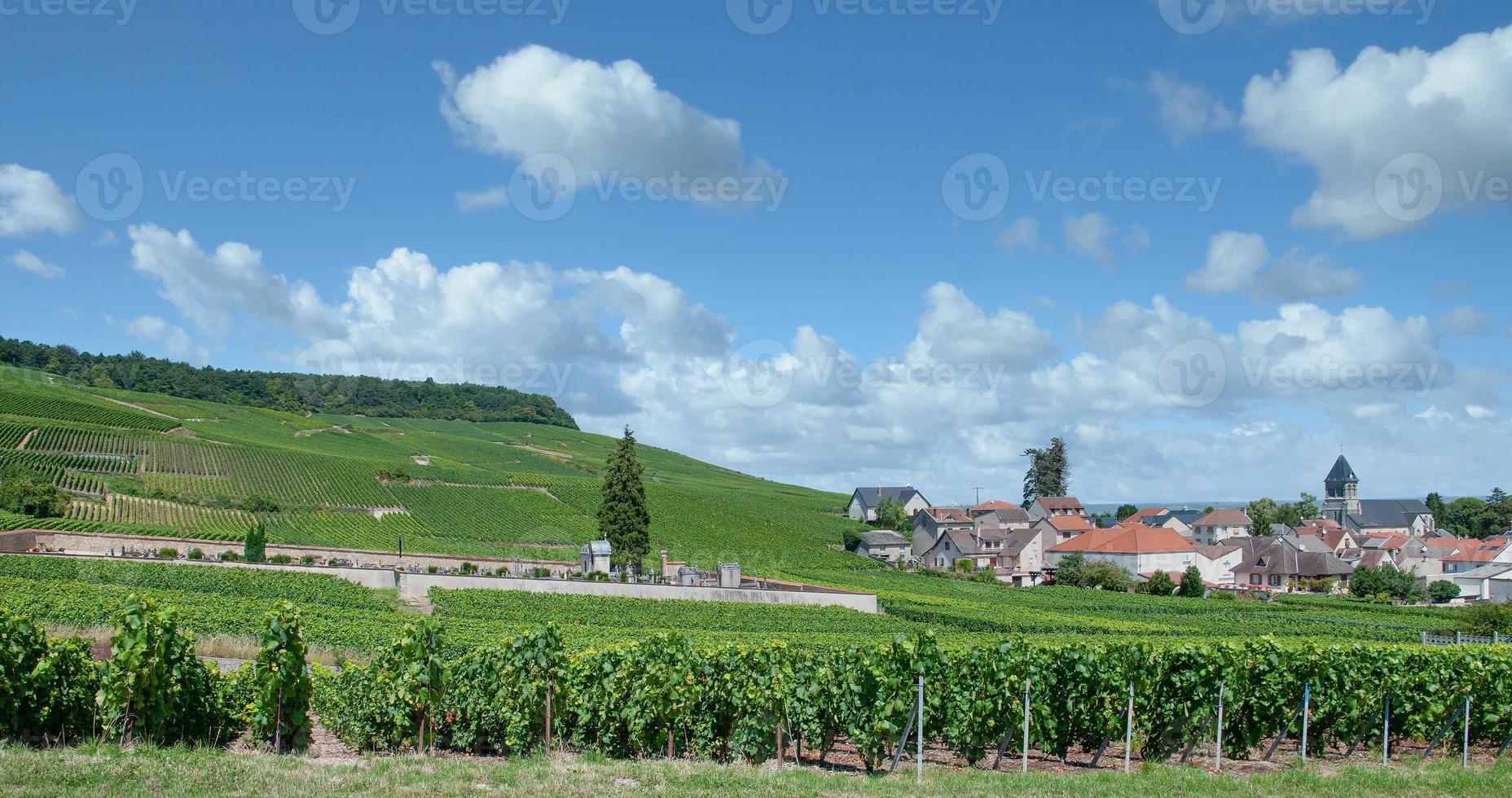 paisaje de viñedos en oger cerca de epernay en la región de champagne, francia foto