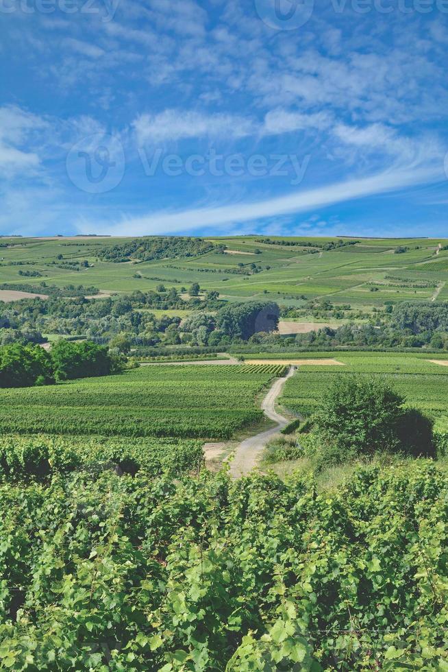 paisaje de viñedos en la región vinícola de rhinehessen, alemania foto